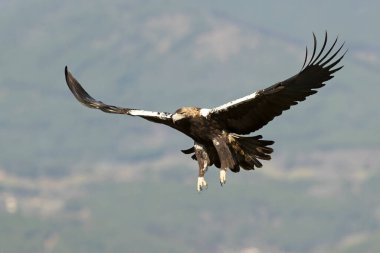 İspanyol İmparatorluk Kartalı, Akdeniz 'de bir meşe ve çamdan oluşan bir ormanda kış günü ilk ışıklarıyla kendi bölgesinde uçuyor.