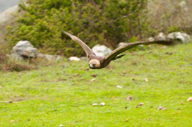 Altın Kartal, yağmurlu bir günün ilk ışıklarıyla Akdeniz ormanlarının dağlık bölgesinde uçuyor.