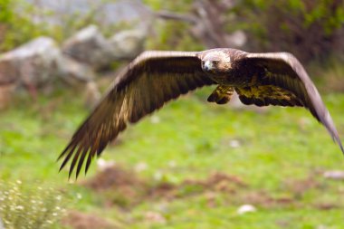 Altın Kartal, yağmurlu bir günün ilk ışıklarıyla Akdeniz ormanlarının dağlık bölgesinde uçuyor.