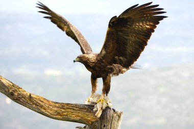 Akdeniz 'in dağlık bir bölgesinde Altın Kartal. Yağmurlu bir günde, en sevdiği görüş alanında.