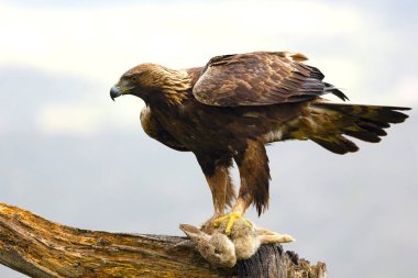 Akdeniz 'in dağlık bir bölgesinde Altın Kartal. Yağmurlu bir günde, en sevdiği görüş alanında.
