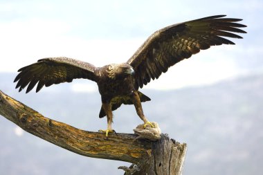 Akdeniz 'in dağlık bir bölgesinde Altın Kartal. Yağmurlu bir günde, en sevdiği görüş alanında.
