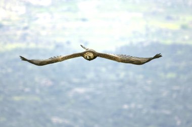 Altın Kartal, yağmurlu bir günün ilk ışıklarıyla Akdeniz ormanlarının dağlık bölgesinde uçuyor.