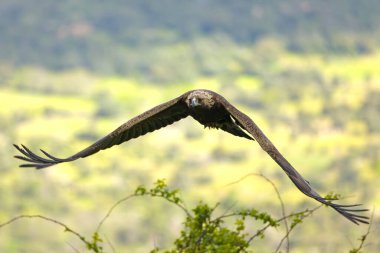 Altın Kartal, yağmurlu bir günün ilk ışıklarıyla Akdeniz ormanlarının dağlık bölgesinde uçuyor.