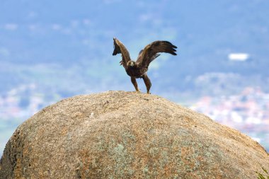 Altın Kartal, yağmurlu bir günün ilk ışıklarıyla Akdeniz ormanlarının dağlık bölgesinde uçuyor.