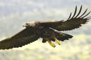 Altın Kartal, yağmurlu bir günün ilk ışıklarıyla Akdeniz ormanlarının dağlık bölgesinde uçuyor.