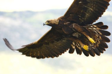 Altın Kartal, yağmurlu bir günün ilk ışıklarıyla Akdeniz ormanlarının dağlık bölgesinde uçuyor.