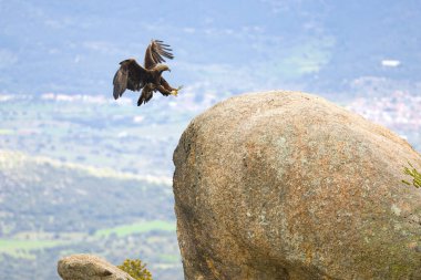 Altın Kartal, yağmurlu bir günün ilk ışıklarıyla Akdeniz ormanlarının dağlık bölgesinde uçuyor.