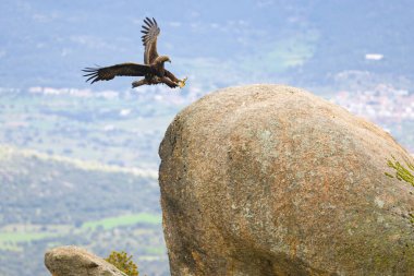 Altın Kartal, yağmurlu bir günün ilk ışıklarıyla Akdeniz ormanlarının dağlık bölgesinde uçuyor.