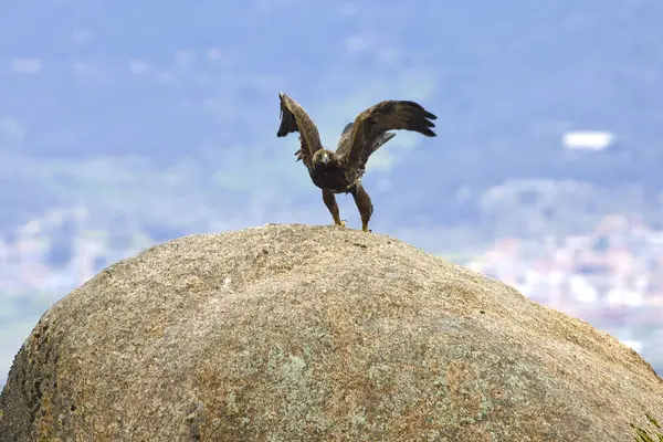 Altın Kartal, yağmurlu bir günün ilk ışıklarıyla Akdeniz ormanlarının dağlık bölgesinde uçuyor.