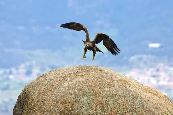 Altın Kartal, yağmurlu bir günün ilk ışıklarıyla Akdeniz ormanlarının dağlık bölgesinde uçuyor.