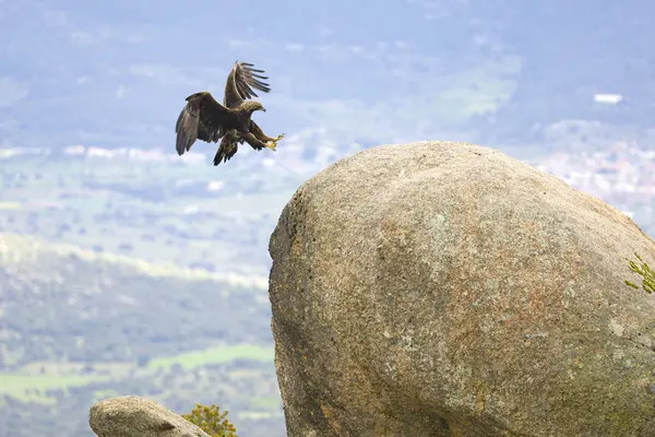 Altın Kartal, yağmurlu bir günün ilk ışıklarıyla Akdeniz ormanlarının dağlık bölgesinde uçuyor.