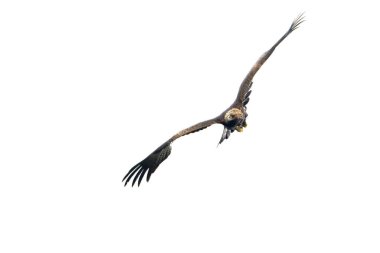 Altın Kartal, yağmurlu bir günün ilk ışıklarıyla Akdeniz ormanlarının dağlık bölgesinde uçuyor.