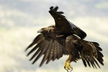 Altın Kartal, yağmurlu bir günün ilk ışıklarıyla Akdeniz ormanlarının dağlık bölgesinde uçuyor.
