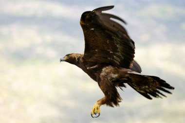 Altın Kartal, yağmurlu bir günün ilk ışıklarıyla Akdeniz ormanlarının dağlık bölgesinde uçuyor.