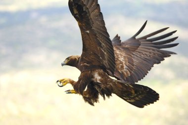 Altın Kartal, yağmurlu bir günün ilk ışıklarıyla Akdeniz ormanlarının dağlık bölgesinde uçuyor.