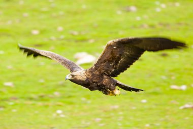 Altın Kartal, yağmurlu bir günün ilk ışıklarıyla Akdeniz ormanlarının dağlık bölgesinde uçuyor.