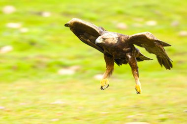 Yetişkin dişi Altın Kartal yağmurlu bir baharın ilk günlerinde Akdeniz 'in dağlık bir bölgesinde uçuyor.