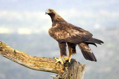 Yetişkin dişi Altın Kartal, Akdeniz 'in dağlık bir bölgesinde. Yağmurlu bir günde, en sevdiği görüş alanında.