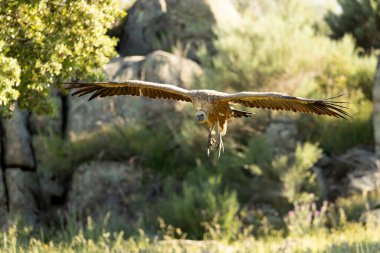Günün ilk ışıklarıyla Akdeniz 'in dağlık bölgesinde uçan akbaba Griffon.