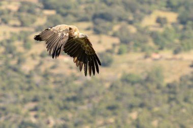 Günün ilk ışıklarıyla Akdeniz 'in dağlık bölgesinde uçan akbaba Griffon.