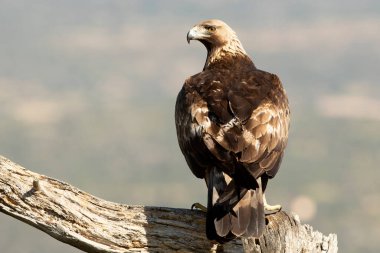 Altın kartal, günün ilk ışıklarıyla Akdeniz 'in dağlık bölgesinde en sevdiği gözetleme kulesinde