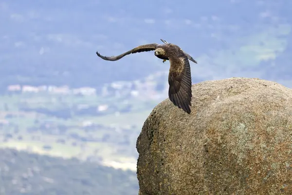 Altın Kartal, yağmurlu bir günün ilk ışıklarıyla Akdeniz ormanlarının dağlık bölgesinde uçuyor.