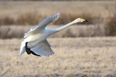 Whooper Swan gecenin son ışığında Kuzey Finlandiya 'da soğuk bir bozkırda
