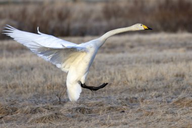 Whooper Swan gecenin son ışığında Kuzey Finlandiya 'da soğuk bir bozkırda