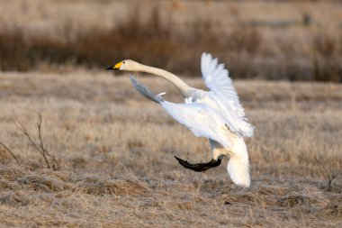 Whooper Swan gecenin son ışığında Kuzey Finlandiya 'da soğuk bir bozkırda
