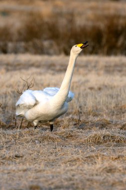 Whooper Swan gecenin son ışığında Kuzey Finlandiya 'da soğuk bir bozkırda