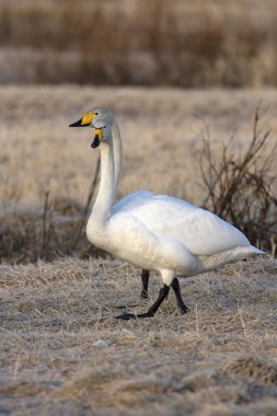 Whooper Swan gecenin son ışığında Kuzey Finlandiya 'da soğuk bir bozkırda