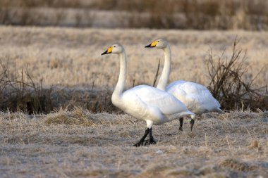 Whooper Swan gecenin son ışığında Kuzey Finlandiya 'da soğuk bir bozkırda