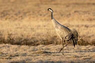 Kuzey Finlandiya 'da bozkırda, akşamın son ışığında ortak bir vinç.