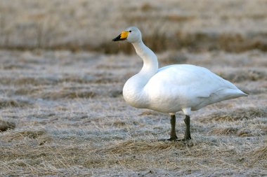Whooper Swan gecenin son ışığında Kuzey Finlandiya 'da soğuk bir bozkırda
