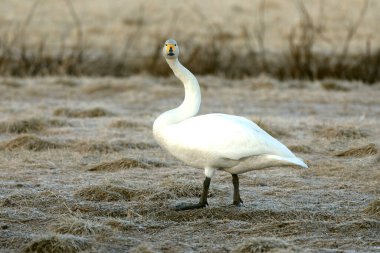 Whooper Swan gecenin son ışığında Kuzey Finlandiya 'da soğuk bir bozkırda