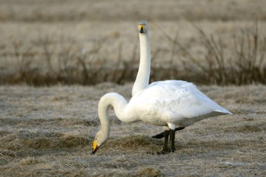 Erkek ve dişi Whooper Kuğuları, Kuzey Finlandiya 'da soğuk bir günde kur yapma gösterisi yaparlar..