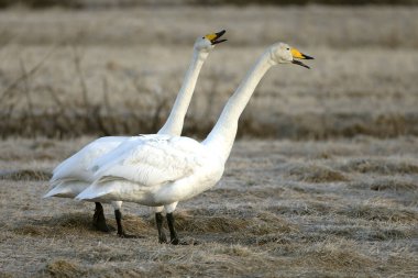 Erkek ve dişi Whooper Kuğuları, Kuzey Finlandiya 'da soğuk bir günde kur yapma gösterisi yaparlar..