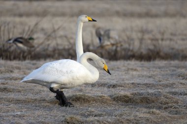 Erkek ve dişi Whooper Kuğuları, Kuzey Finlandiya 'da soğuk bir günde kur yapma gösterisi yaparlar..