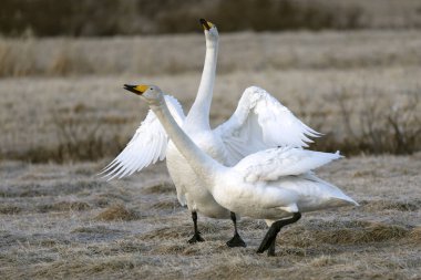 Erkek ve dişi Whooper Kuğuları, Kuzey Finlandiya 'da soğuk bir günde kur yapma gösterisi yaparlar..