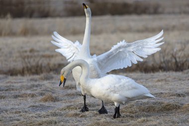 Erkek ve dişi Whooper Kuğuları, Kuzey Finlandiya 'da soğuk bir günde kur yapma gösterisi yaparlar..