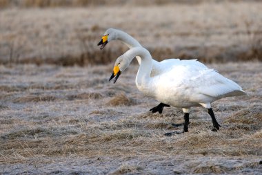 Erkek ve dişi Whooper Kuğuları, Kuzey Finlandiya 'da soğuk bir günde kur yapma gösterisi yaparlar..