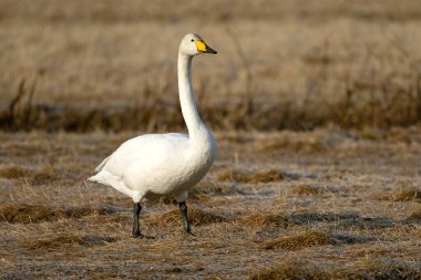 Whooper Swan gecenin son ışığında Kuzey Finlandiya 'da soğuk bir bozkırda