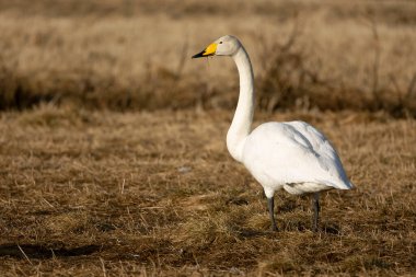 Whooper Swan gecenin son ışığında Kuzey Finlandiya 'da soğuk bir bozkırda