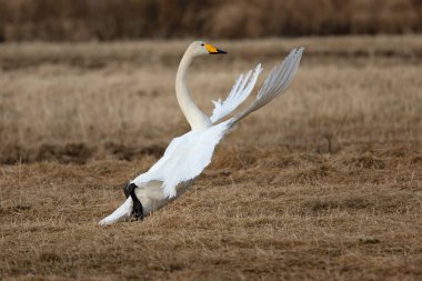 Whooper Swan gecenin son ışığında Kuzey Finlandiya 'da soğuk bir bozkırda