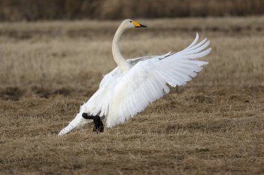 Whooper Swan gecenin son ışığında Kuzey Finlandiya 'da soğuk bir bozkırda