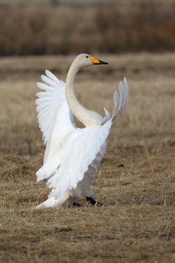 Whooper Swan gecenin son ışığında Kuzey Finlandiya 'da soğuk bir bozkırda
