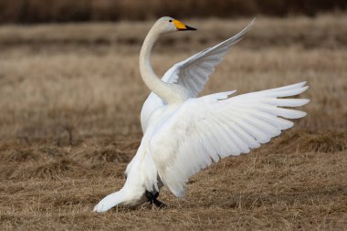 Whooper Swan gecenin son ışığında Kuzey Finlandiya 'da soğuk bir bozkırda