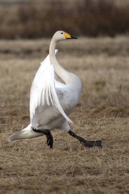 Whooper Swan gecenin son ışığında Kuzey Finlandiya 'da soğuk bir bozkırda