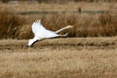 Whooper Swan gecenin son ışığında Kuzey Finlandiya 'da soğuk bir bozkırda